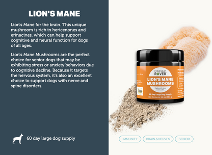 Lion's Mane - Four Leaf Rover Supplement